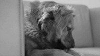 Crno-bijeli video