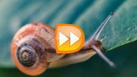 Usputno usporeni video